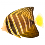 sailfin tang coral nerd