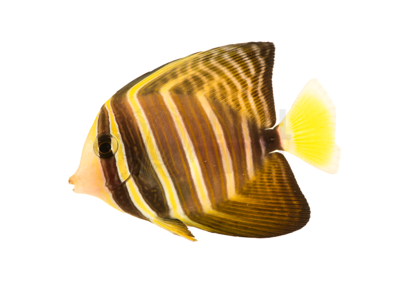 Home 30 sailfin tang coral nerd