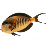 Sohal Tang 2 sohal tang coralnerd