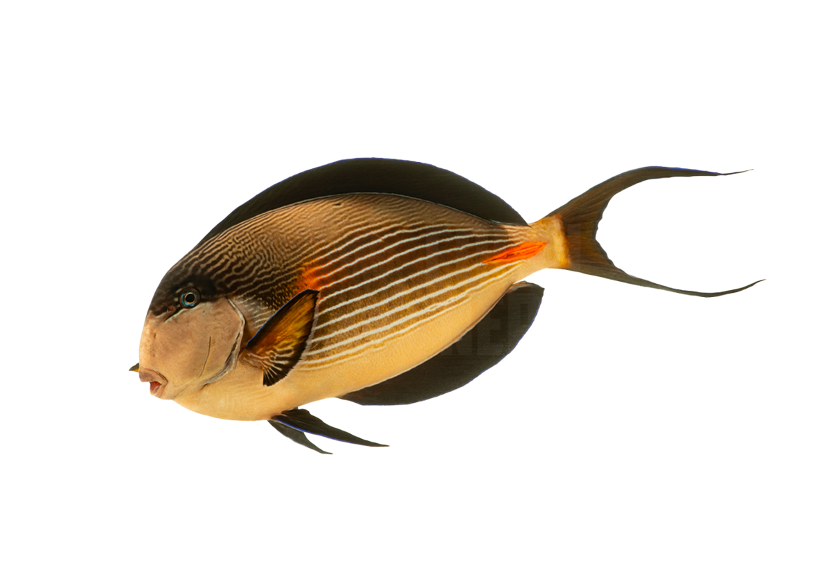 sohal-tang-coralnerd sohal tang coralnerd