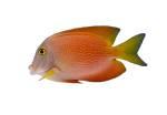 Squaretail Bristletooth Tang 3 square-tail-tang-coralnerd