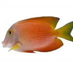 Squaretail Bristletooth Tang 2 squaretail bristletooth tang coralnerd