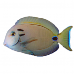 Lieutenant Surgeonfish (Tennenti Tang) 1 Lieutenant Surgeonfish (Tennenti Tang) coral nerd