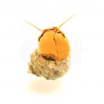 turbo snail coralnerd