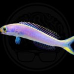 flashing tilefish coralnerd