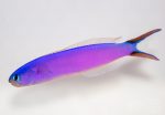 purple-tilefish-coralnerd