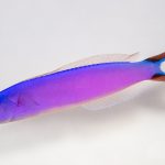 purple tilefish coralnerd