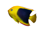 Rock Beauty Angelfish 3 rock-beauty-angelfish-coralnerd