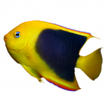rock beauty angelfish coralnerd