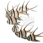 Banggai Cardinalfish 2 Banggai Cardinalfish Coral Nerd