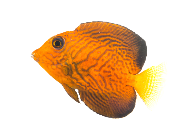 chevron tang coral nerd