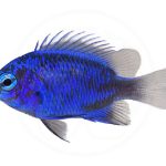 springeri damsel coralnerd