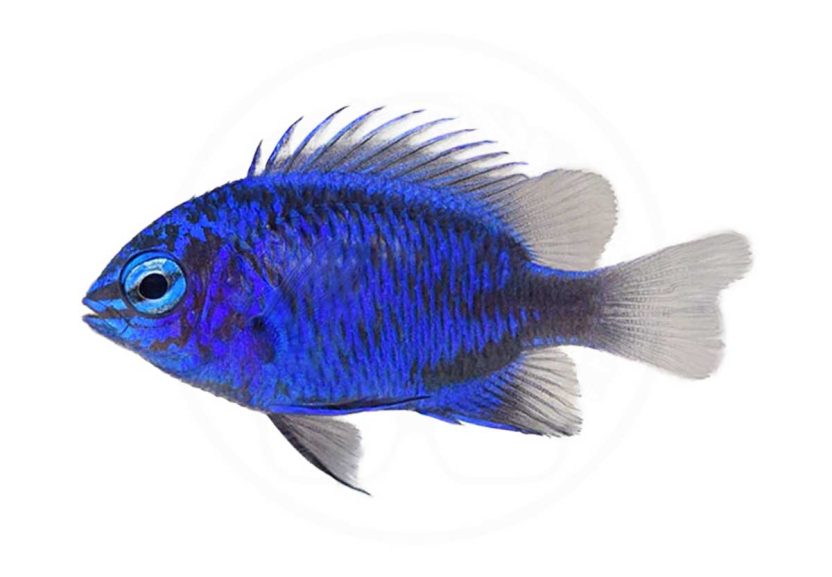 Home 22 springeri damsel coralnerd