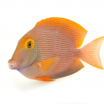 yellow eye kole tang hawaii coralnerd