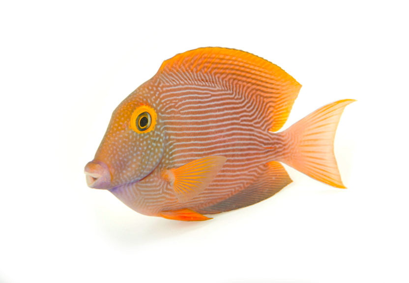 yellow eye kole tang hawaii coralnerd