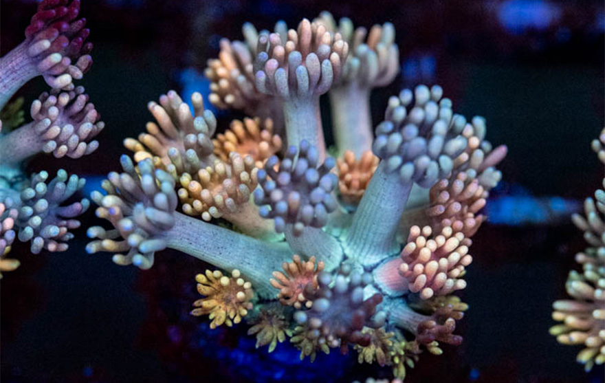 pinata gonipinata goni