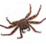 Sally Lightfoot Crab coralnerd