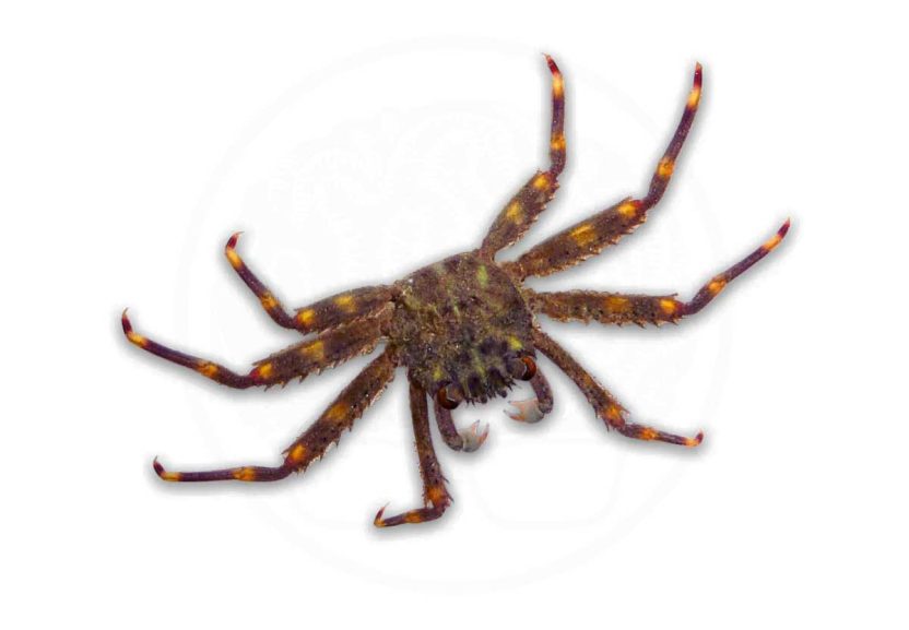 Sally Lightfoot Crab coralnerd